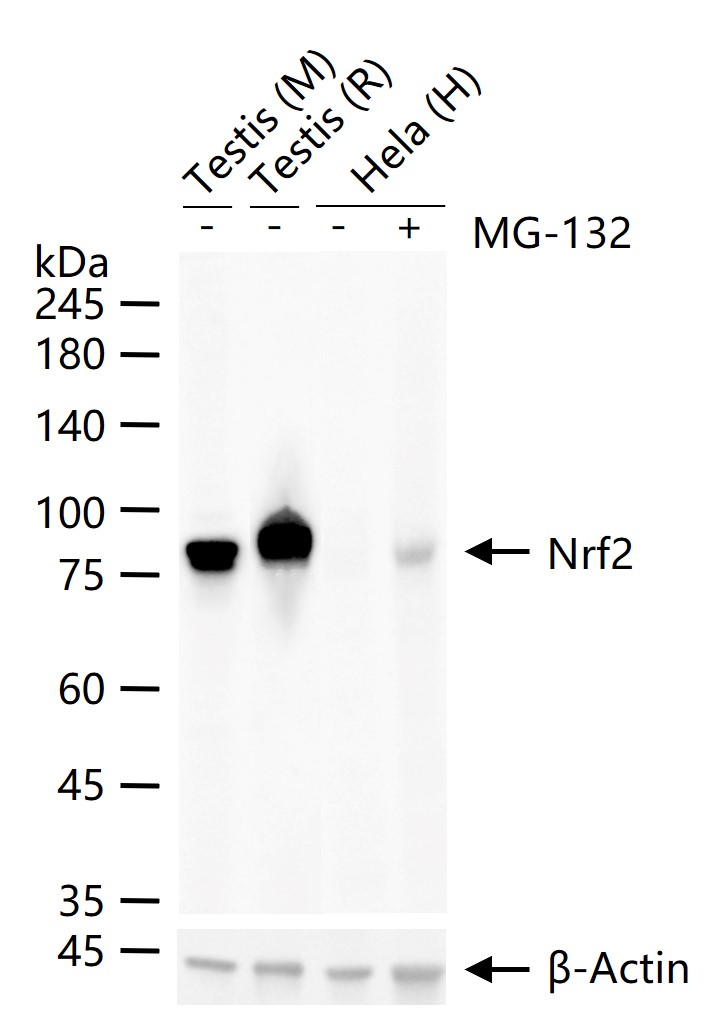 核因子2相关因子2重组兔单抗
