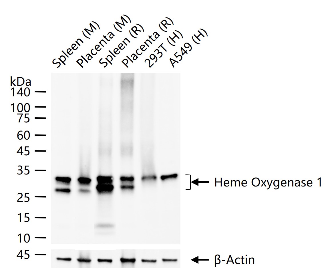 血红素氧合酶 1抗体