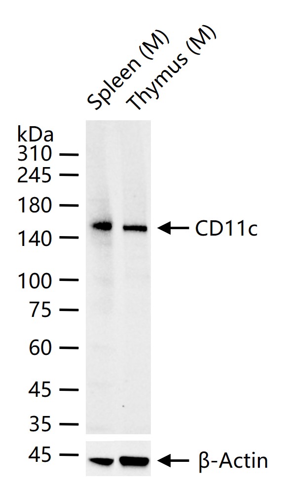 整合素αX重组兔单抗-bsm-55624R