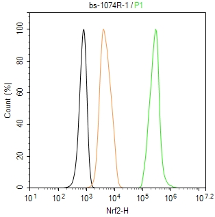核因子2相关因子2抗体-bs-1074R