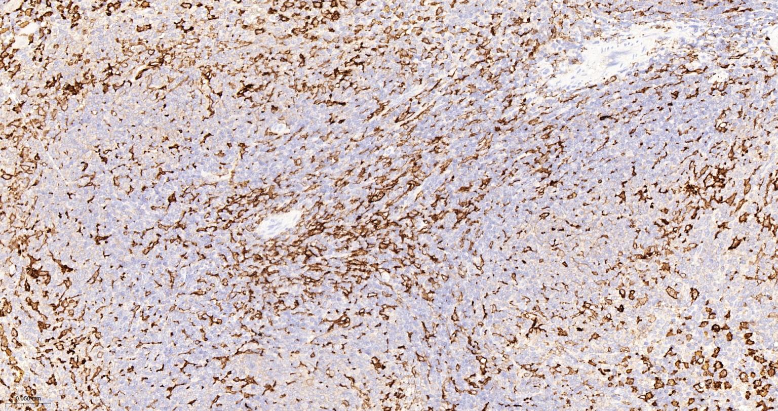 离子钙接头蛋白单克隆抗体-bsm-54132R