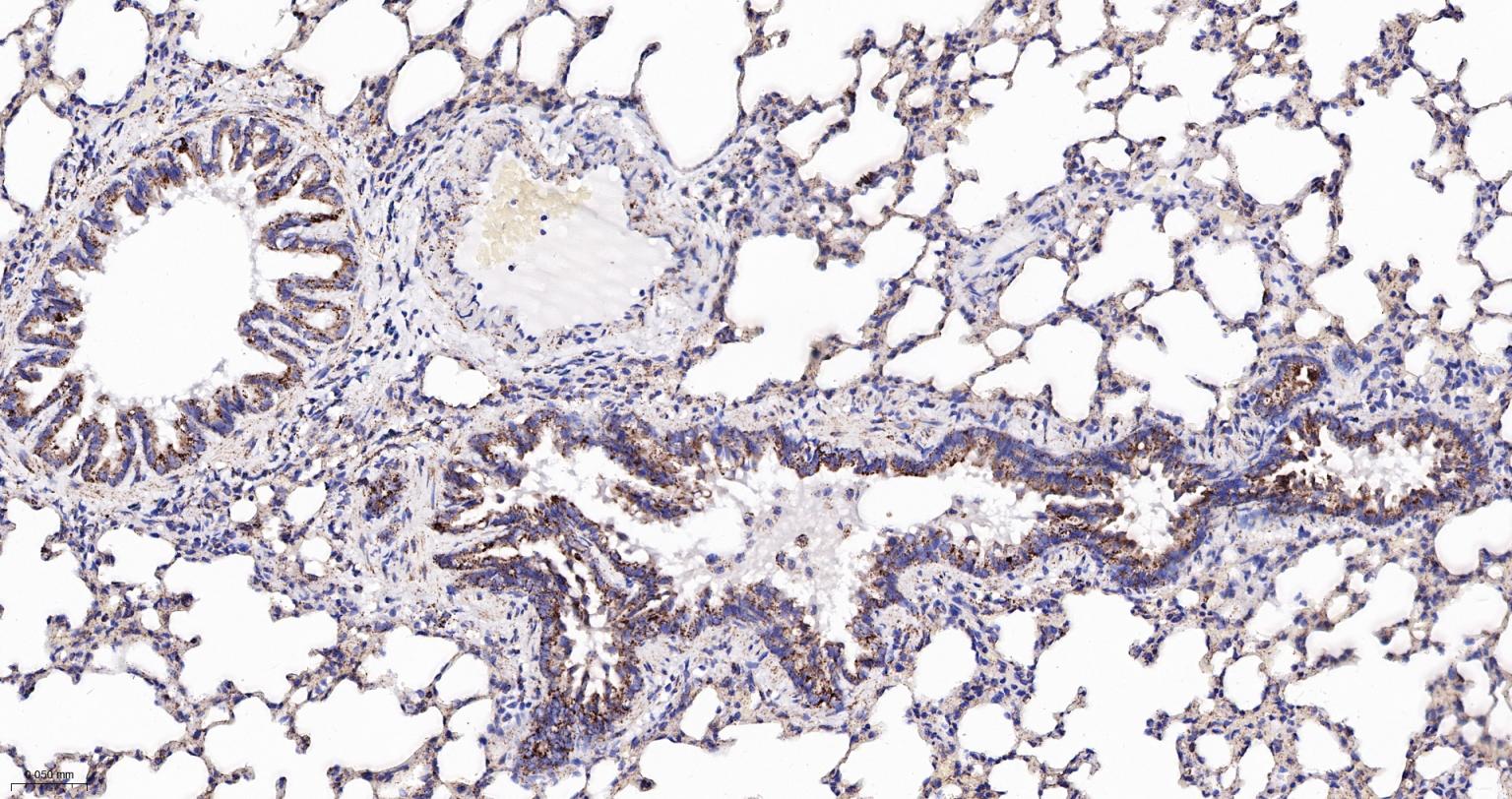 热休克蛋白-60/groEL重组兔单抗