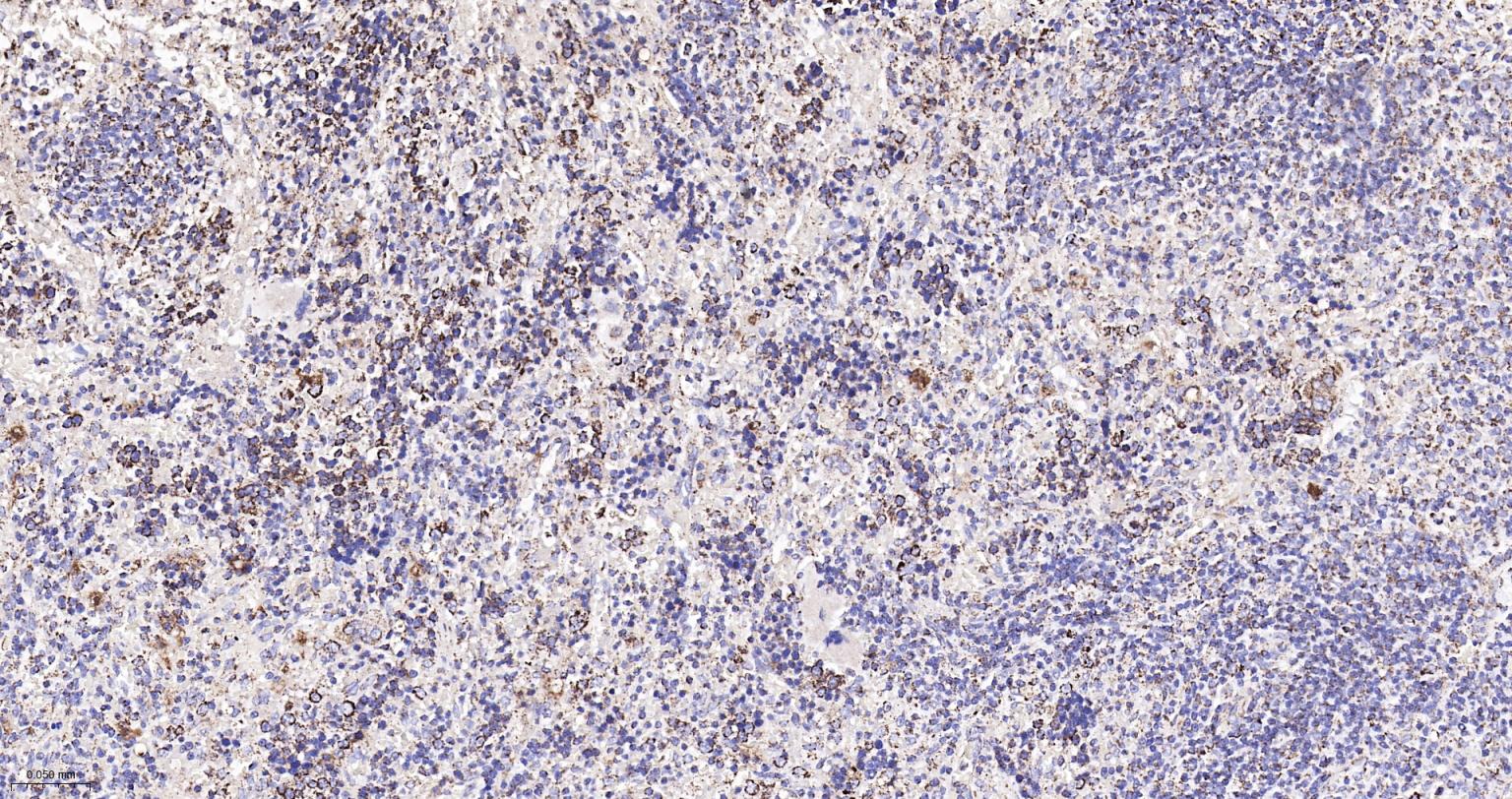 热休克蛋白-60/groEL重组兔单抗