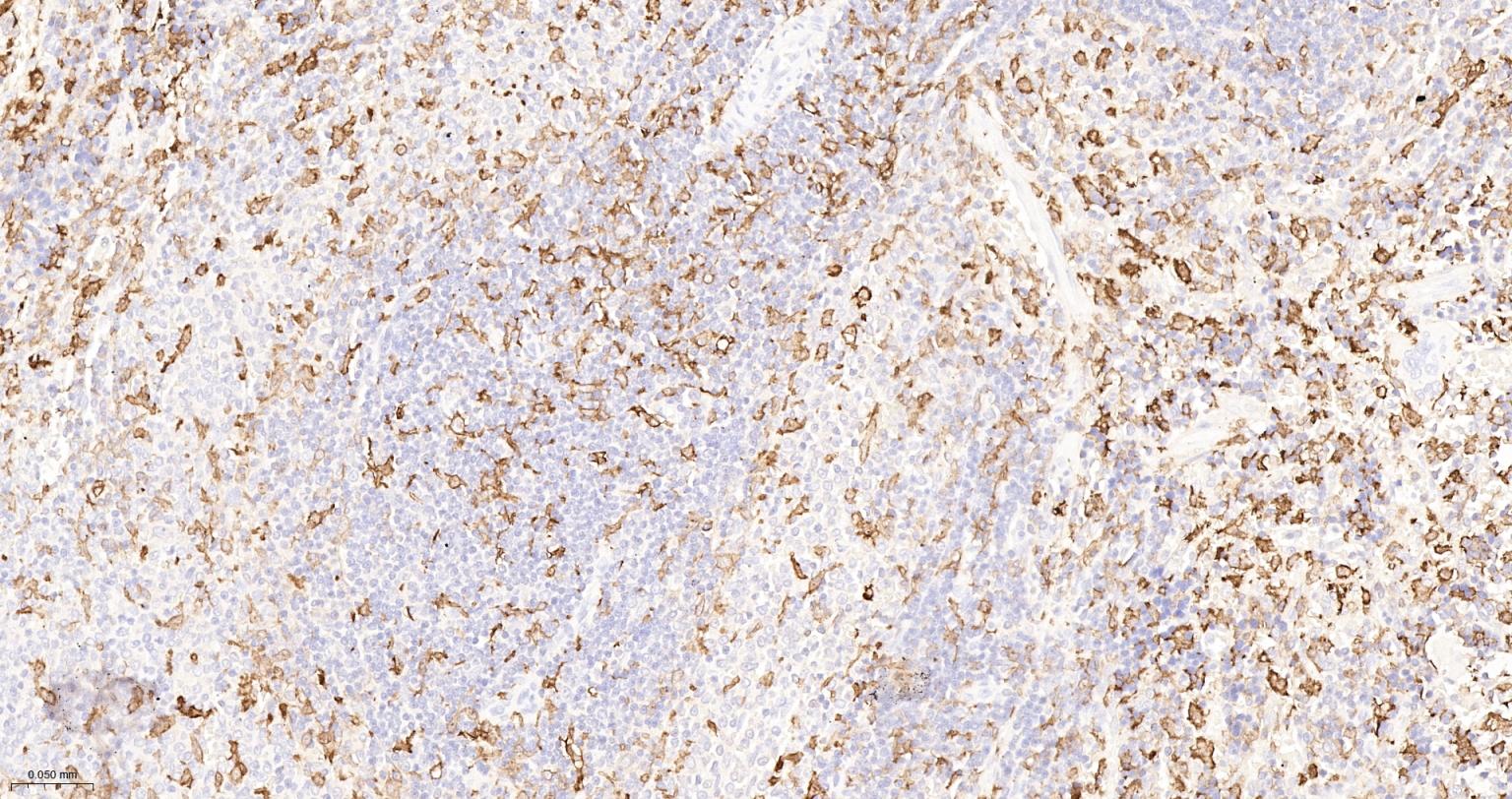 离子钙接头蛋白单克隆抗体-bsm-54132R