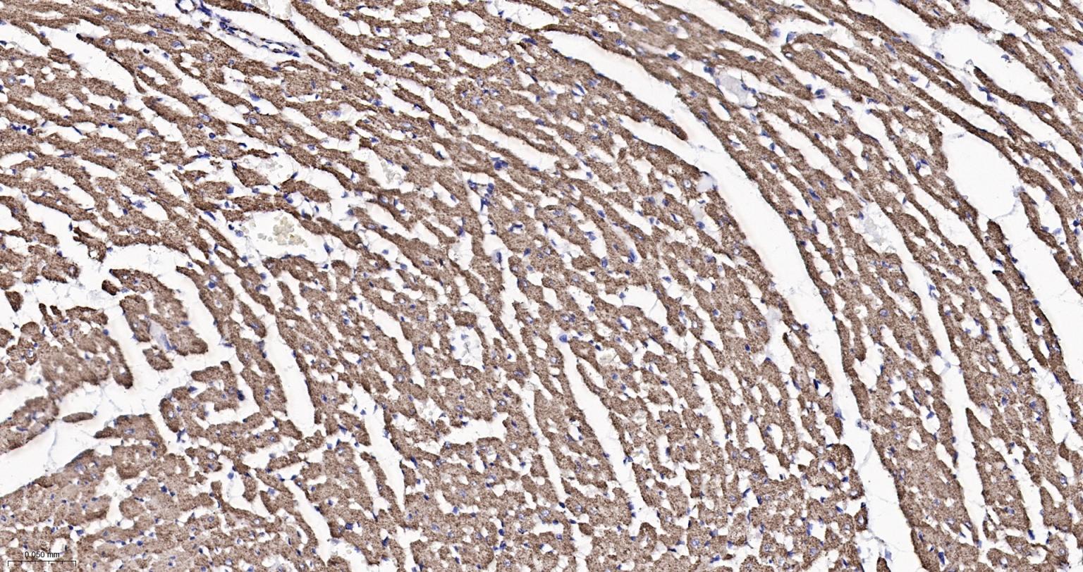 热休克蛋白-60/groEL重组兔单抗