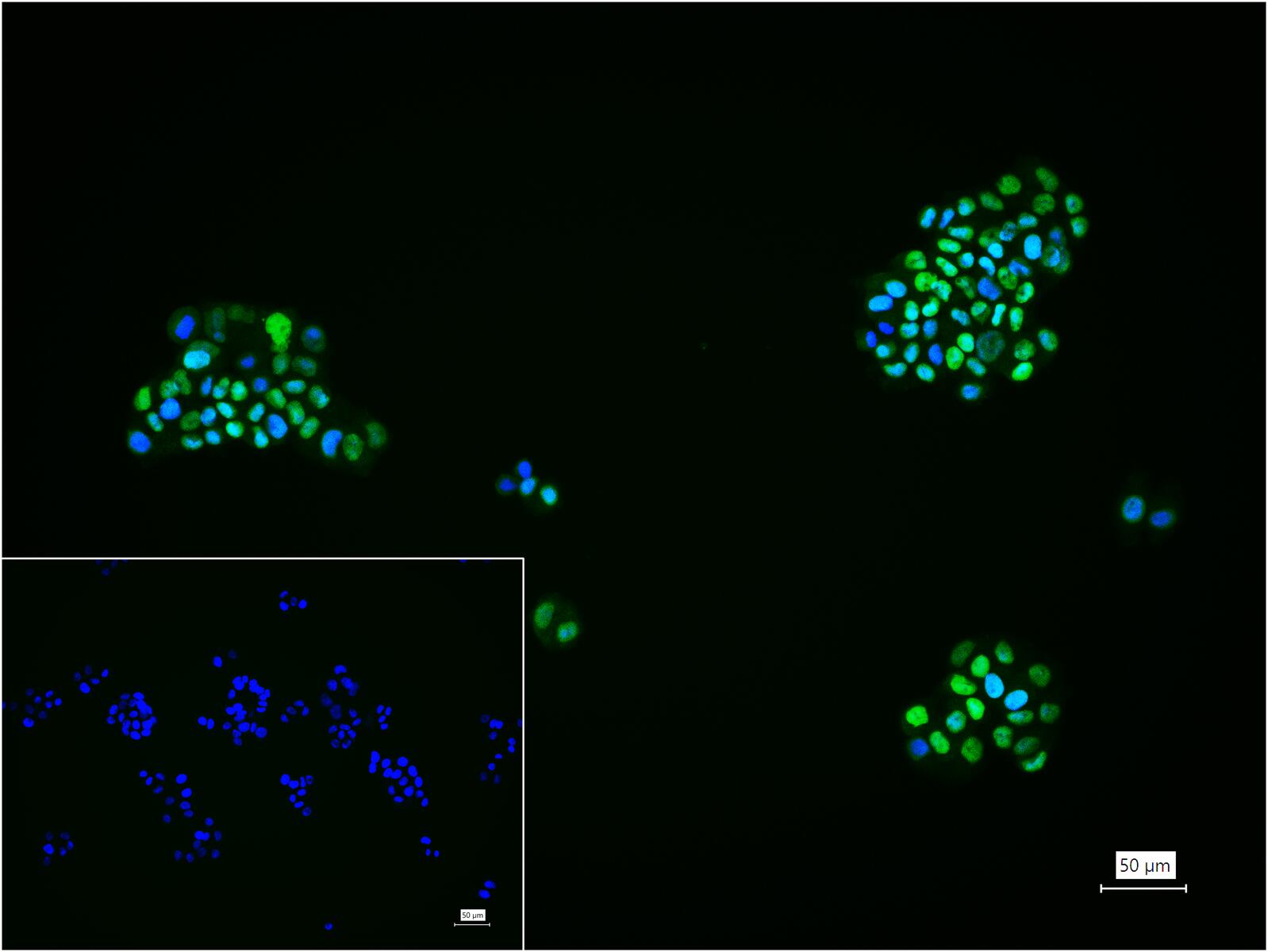 GATA结合蛋白3重组兔单克隆抗体