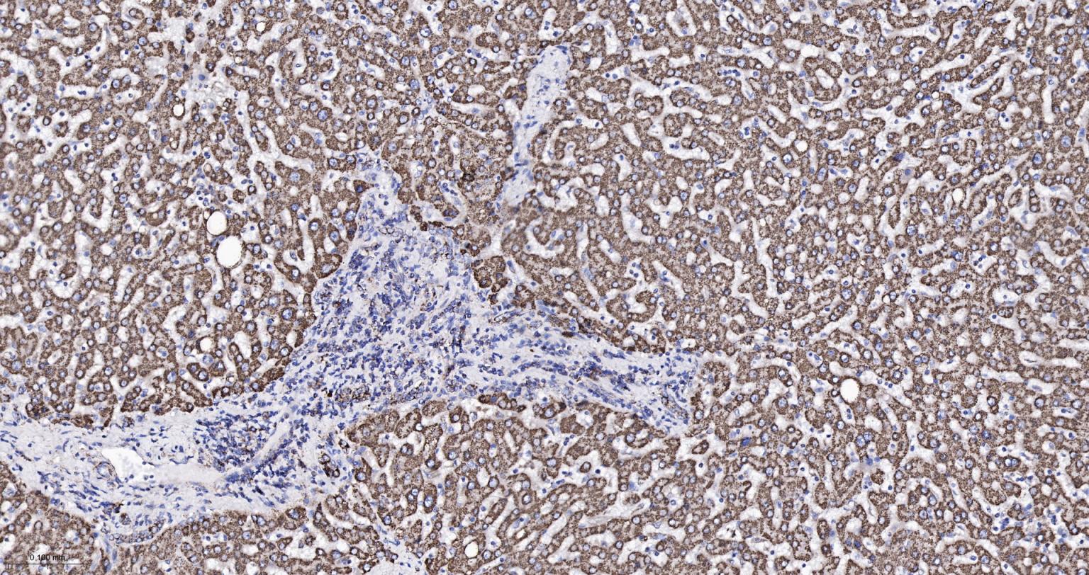 热休克蛋白-60/groEL重组兔单抗