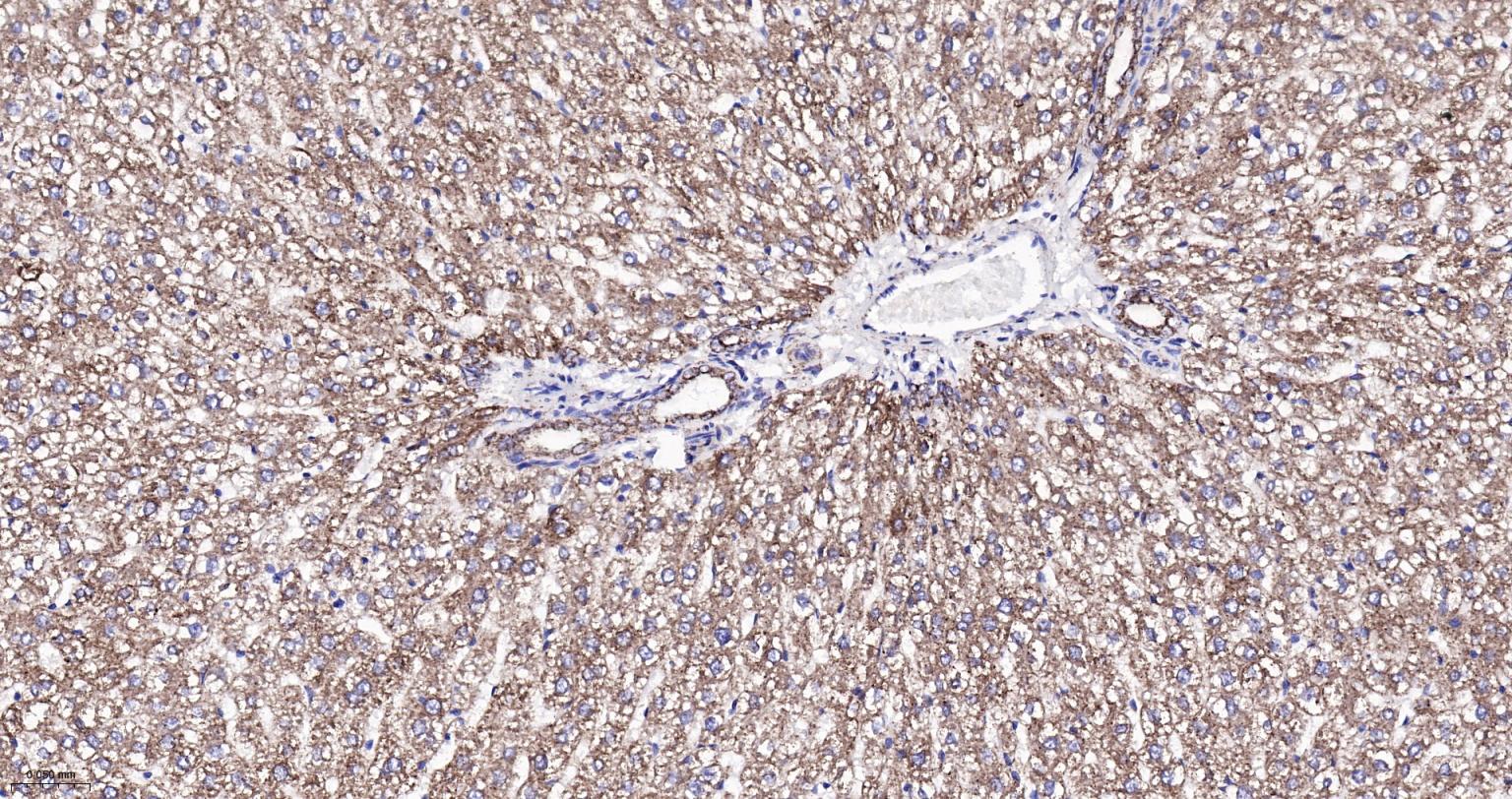 热休克蛋白-60/groEL重组兔单抗