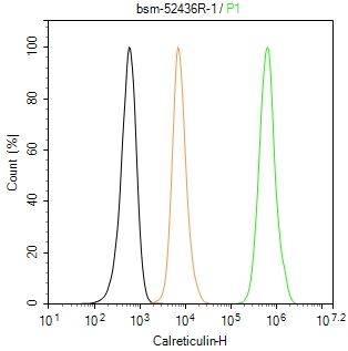 钙网蛋白重组兔单抗
