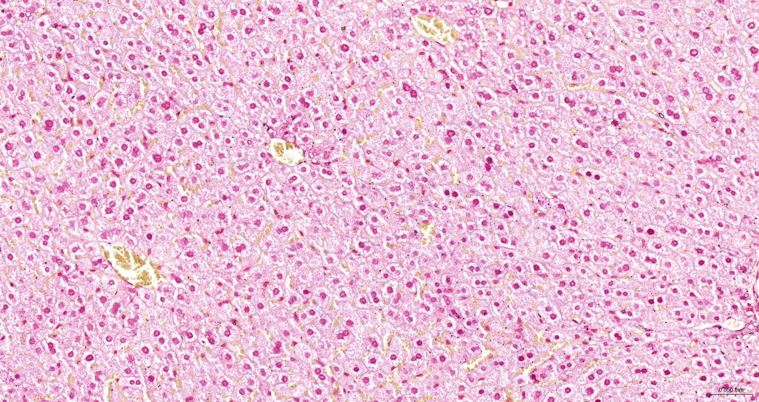 中性红染色液(0.1%)-S0027