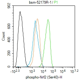 磷酸化核因子2相关因子2(Ser40)重组兔单抗