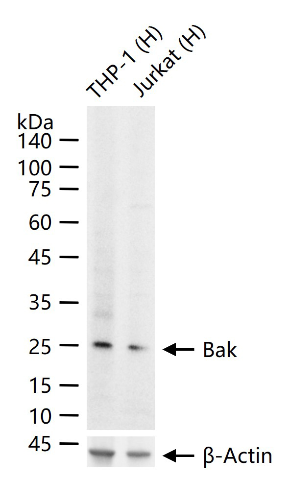Bcl-2同源拮抗剂重组兔单抗