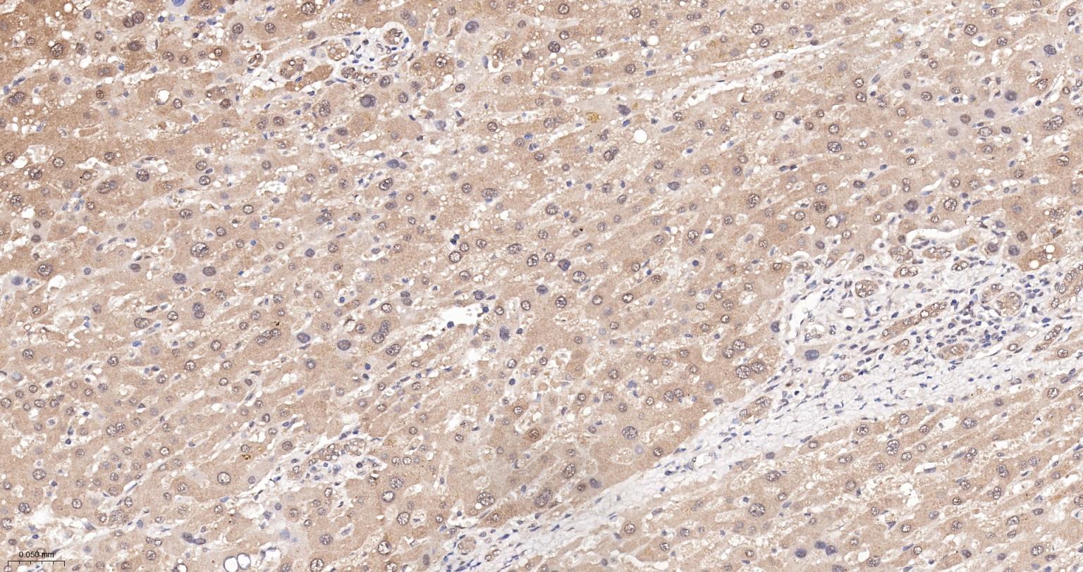 热休克蛋白-60/groEL重组兔单抗