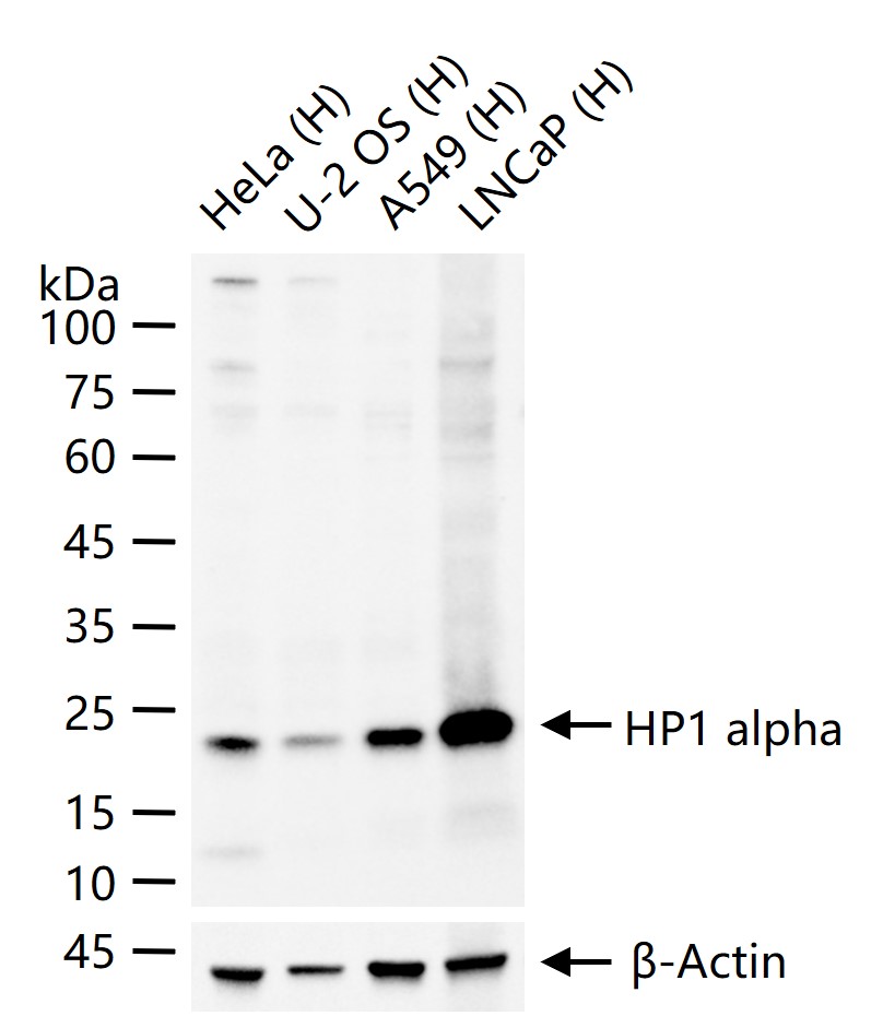 异染色质蛋白1-α单克隆抗体-bsm-33410M