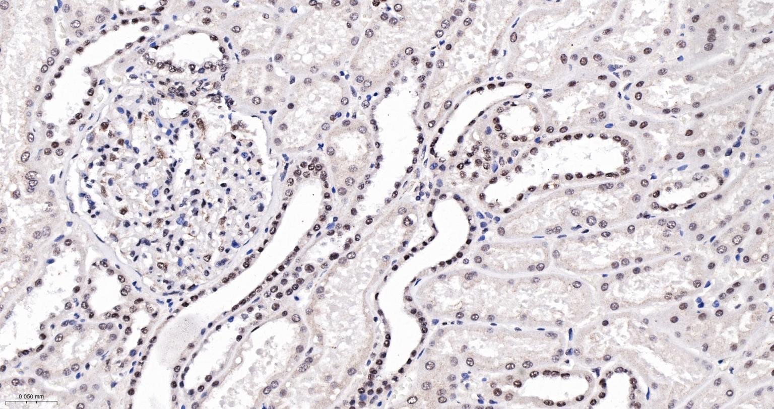 异染色质蛋白1-α单克隆抗体-bsm-33377M