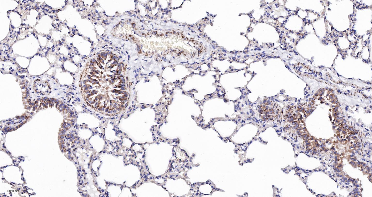 热休克蛋白-60/groEL重组兔单抗