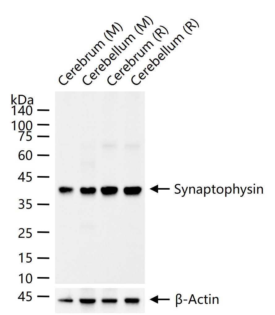Synaptophysin Mouse mAb (一抗) - WB | Bioss