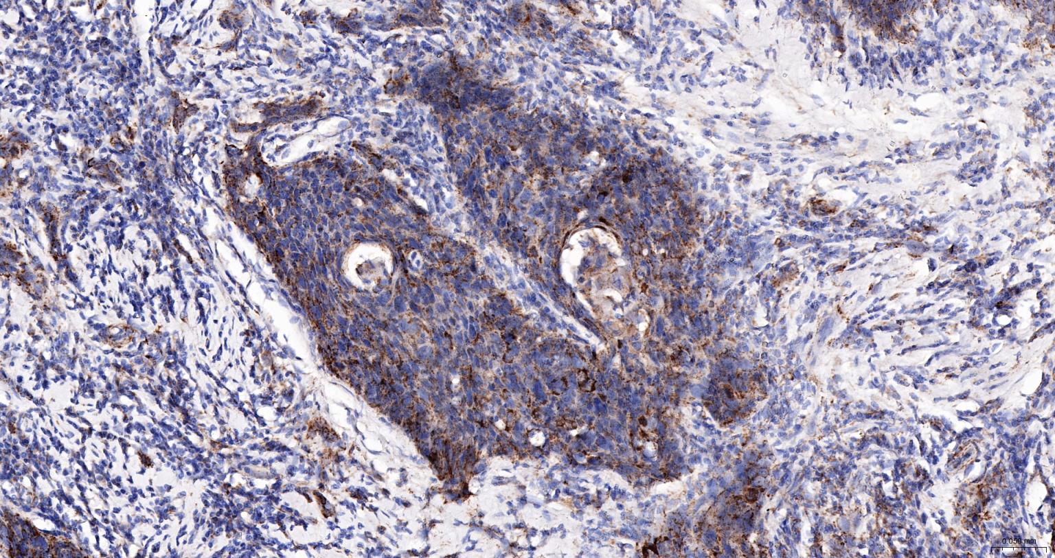 线粒体外膜受体Tom20抗体-bs-7357R