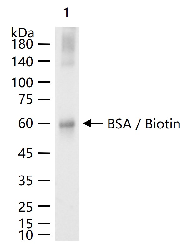 兔抗生物素抗体