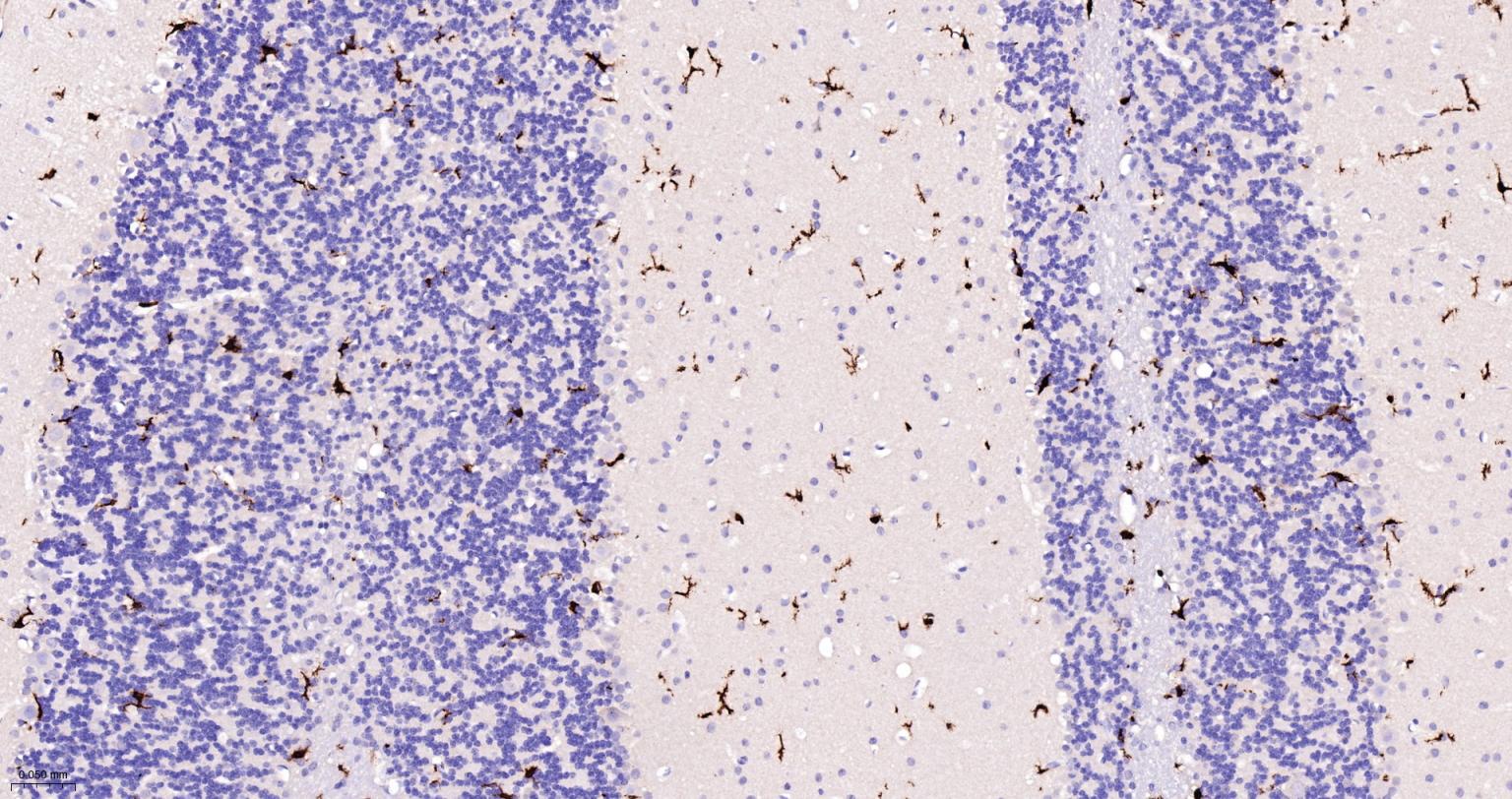 离子钙接头蛋白单克隆抗体-bsm-54132R
