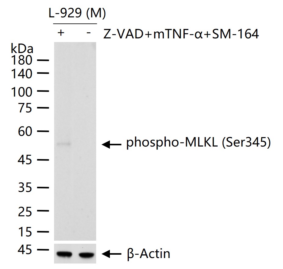 磷酸化MLKL重组兔单抗