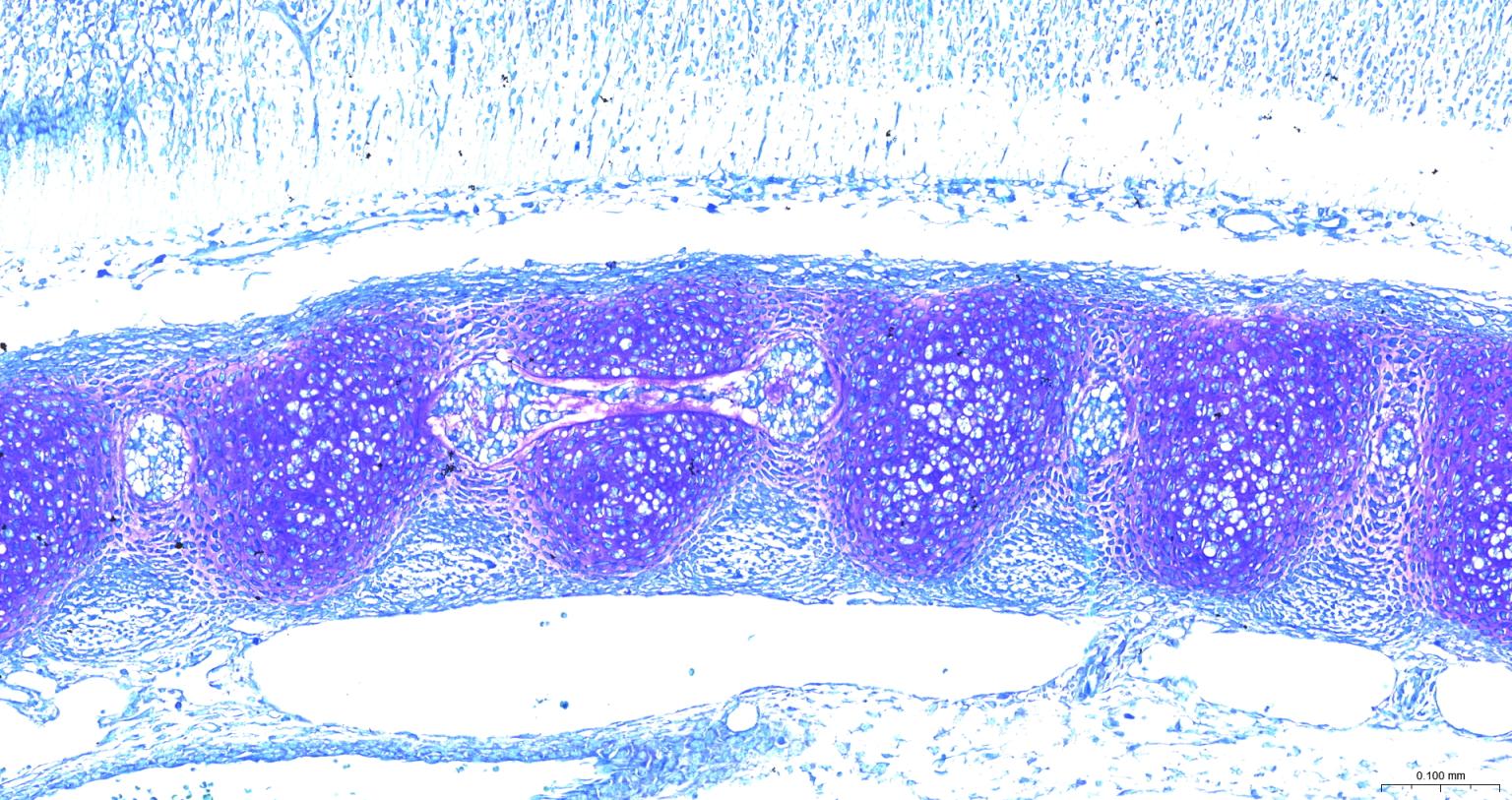 软骨染色液(甲苯胺蓝法)-S0061