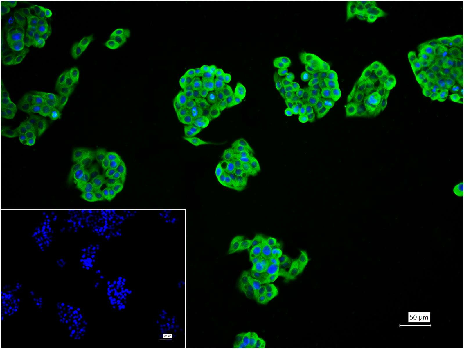 微管蛋白α/Tubulin α/α-tubulin单克隆抗体