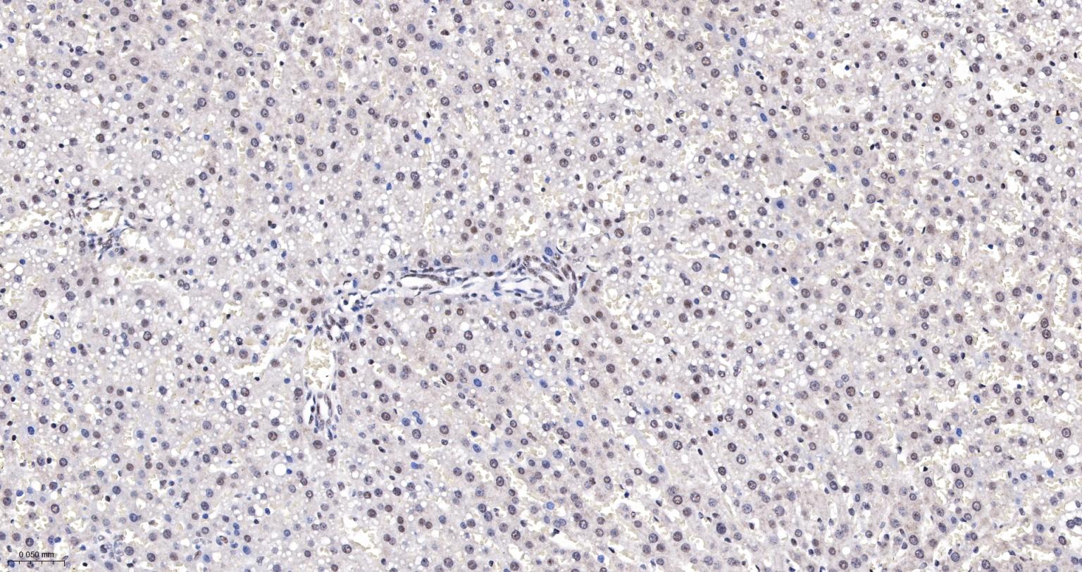 核仁蛋白NAP57重组兔单抗-bsm-61870R