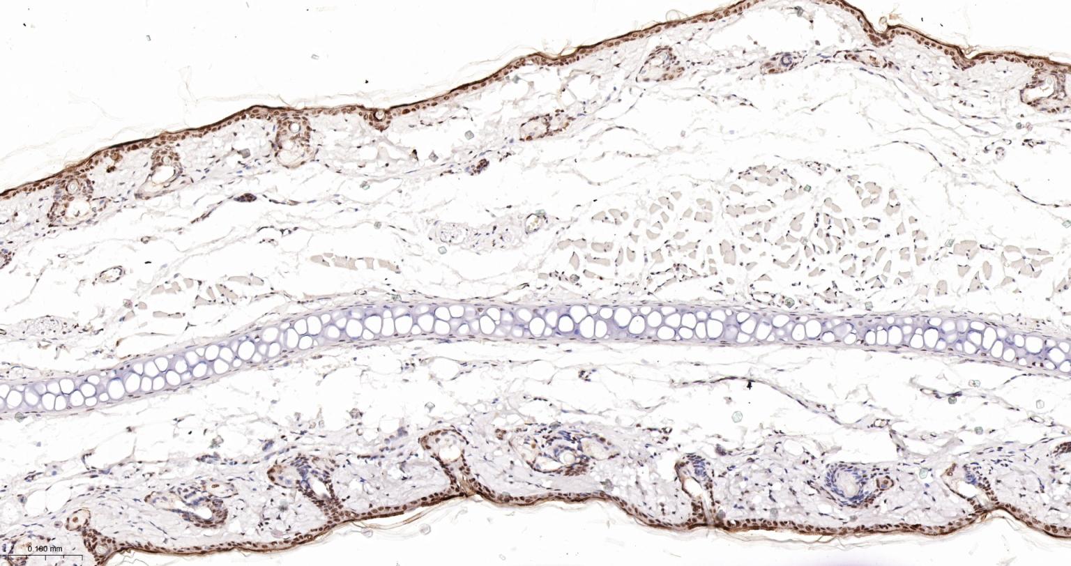 核仁蛋白NAP57重组兔单抗-bsm-61870R
