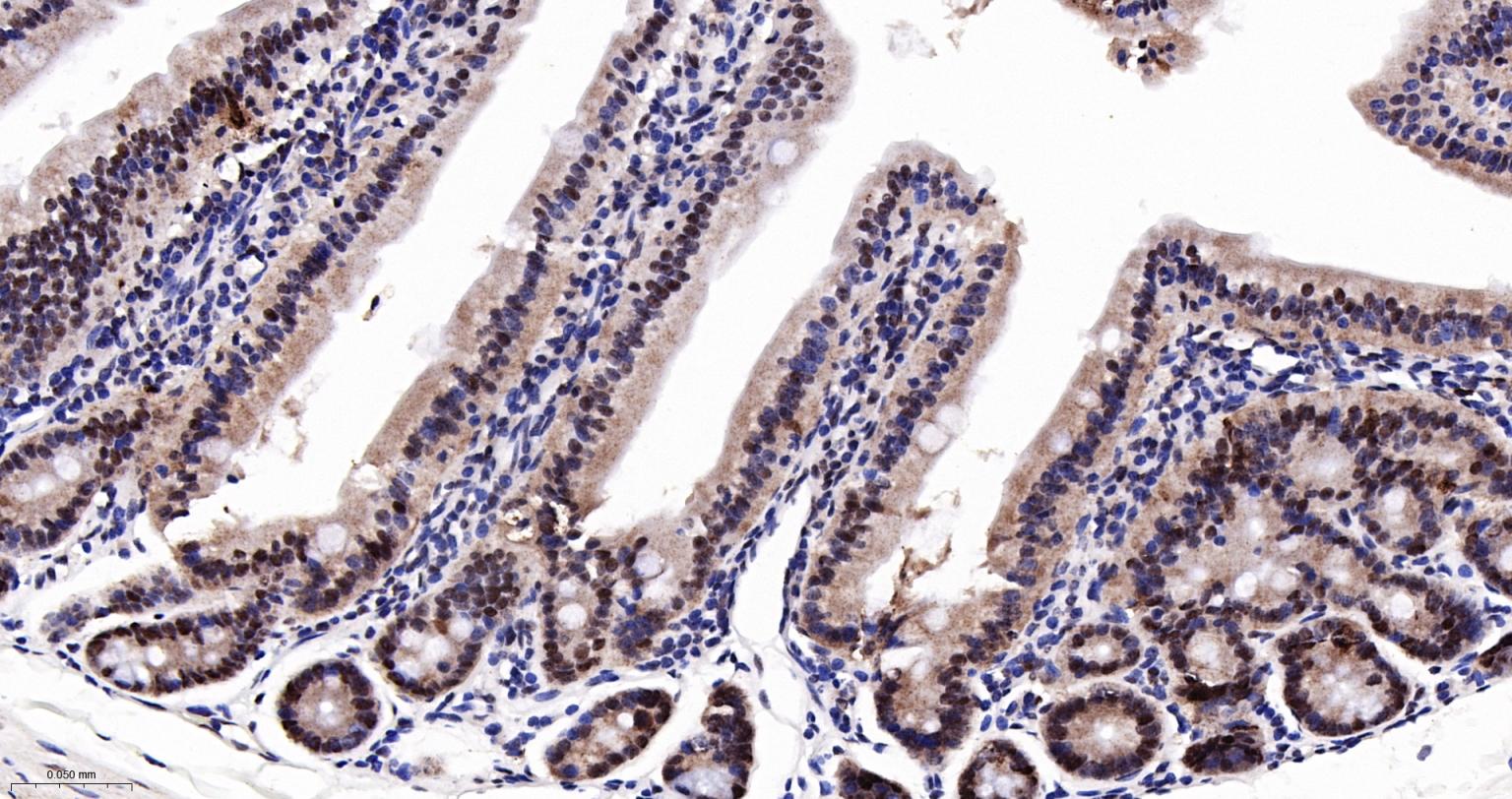 核仁蛋白NAP57重组兔单抗-bsm-61870R