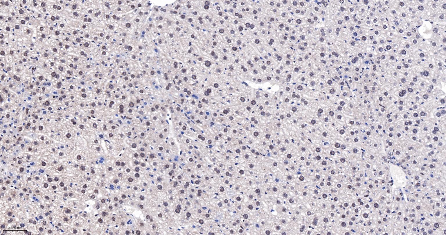 核仁蛋白NAP57重组兔单抗-bsm-61870R