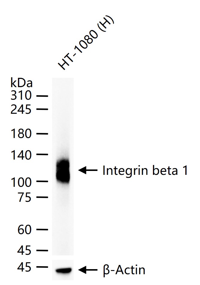 Integrin beta 1 Mouse mAb (一抗) - WB | Bioss