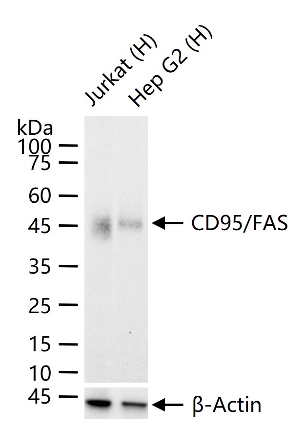 载脂蛋白1重组兔单抗