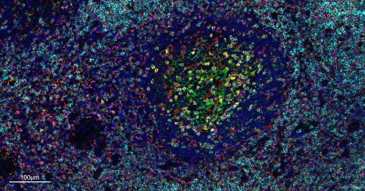 CD3/CD3-ε重组兔单抗