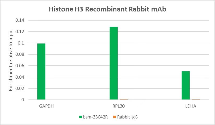 组蛋白H3(核内参)重组兔单抗