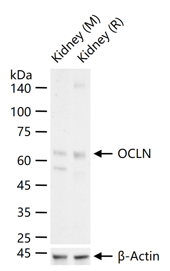 Occludin Rabbit pAb (一抗) - WB,Flow-Cyt | Bioss