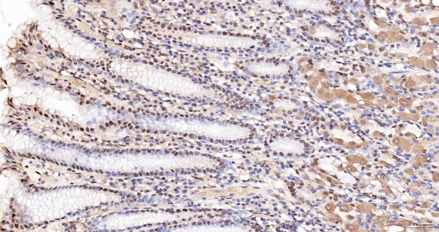 细胞死亡活化蛋白抗体-bs-6796R