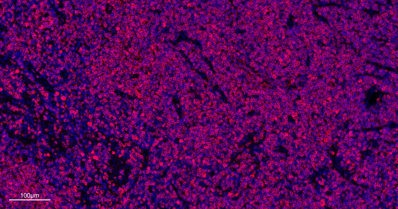 CD3/CD3-ε重组兔单抗