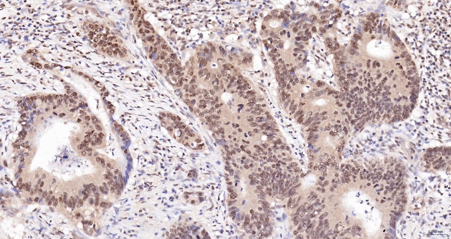 细胞死亡活化蛋白抗体-bs-6796R