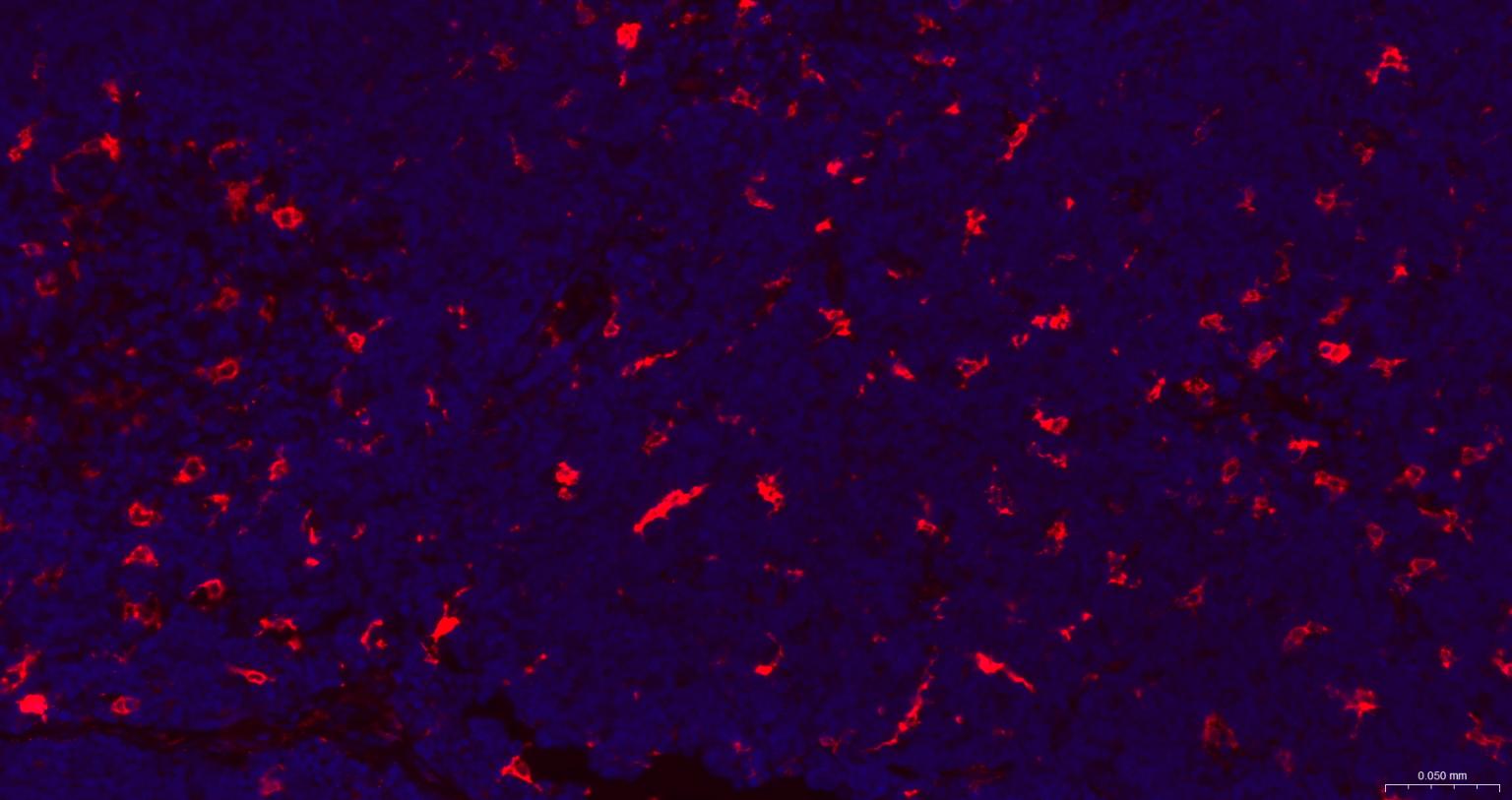 血红素氧合酶 1抗体