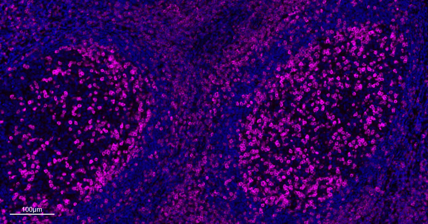 CD3/CD3-ε重组兔单抗