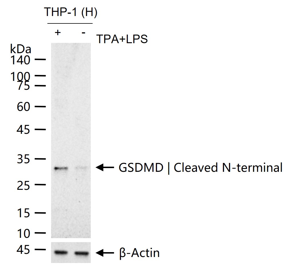 Gasdermin D蛋白重组兔单抗-bsm-55634R