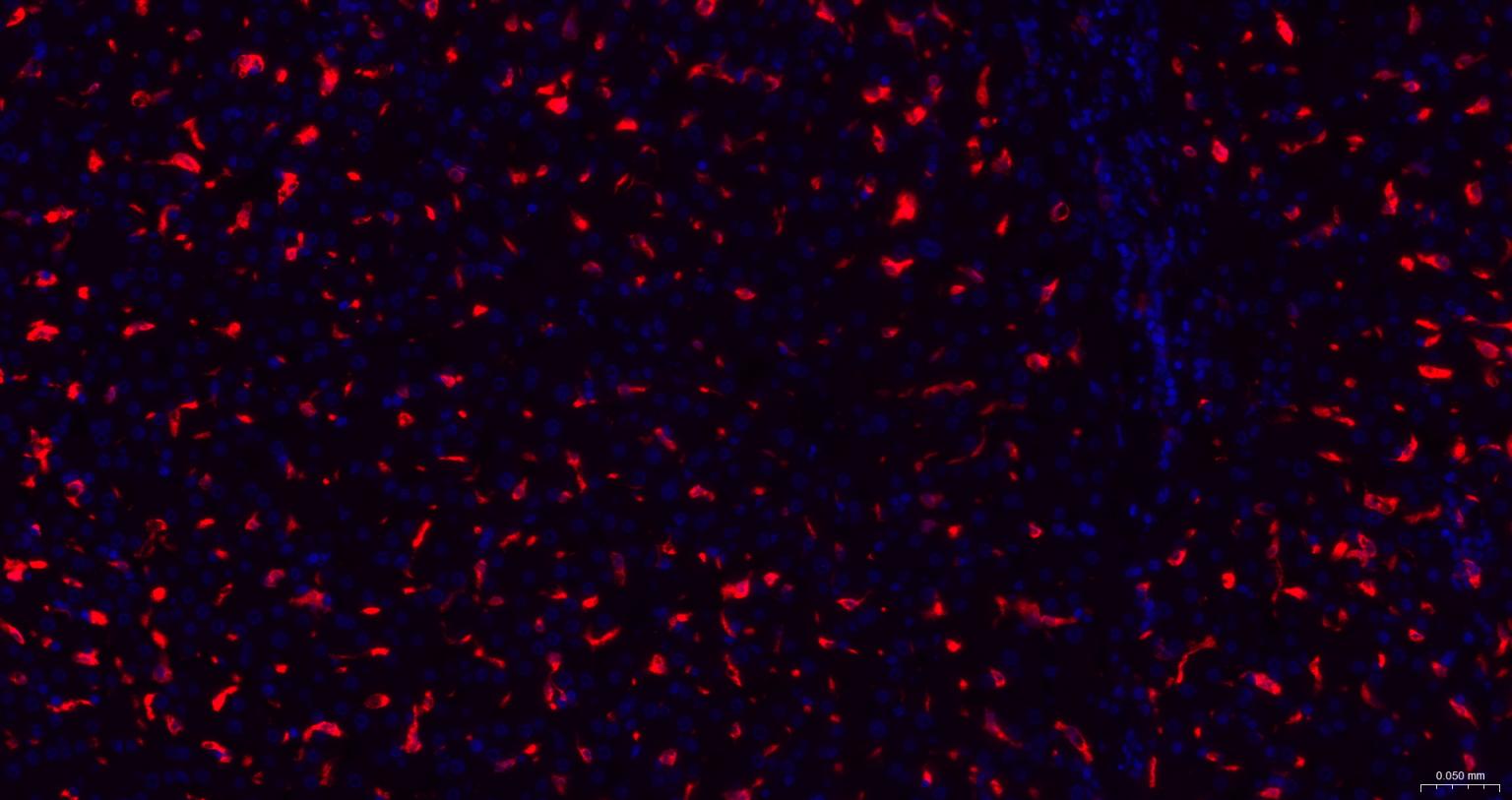 血红素氧合酶 1抗体