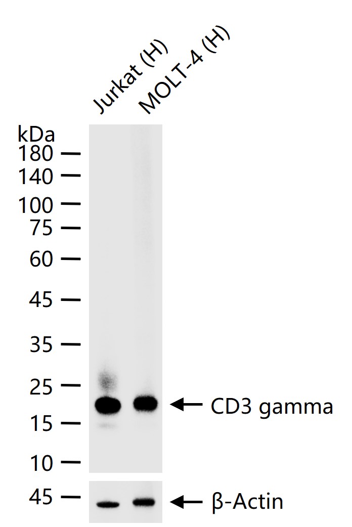 CD3G重组兔单抗