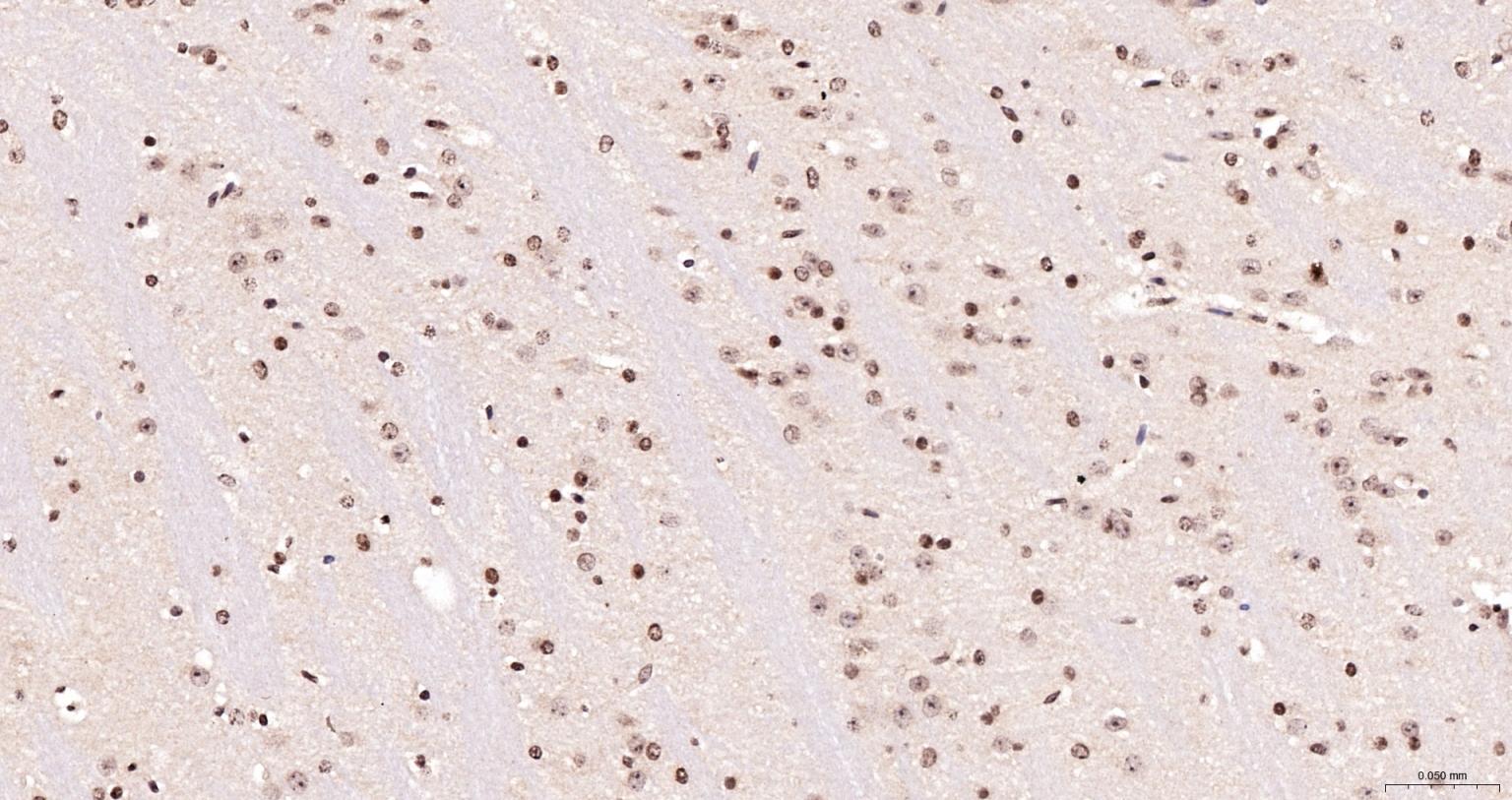 细胞死亡活化蛋白抗体-bs-6796R