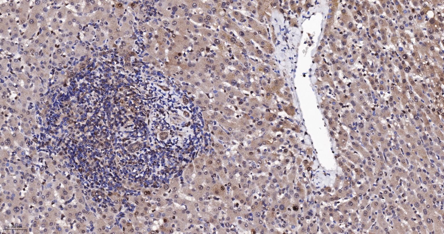 泛素蛋白(K48-linkage)重组兔单抗