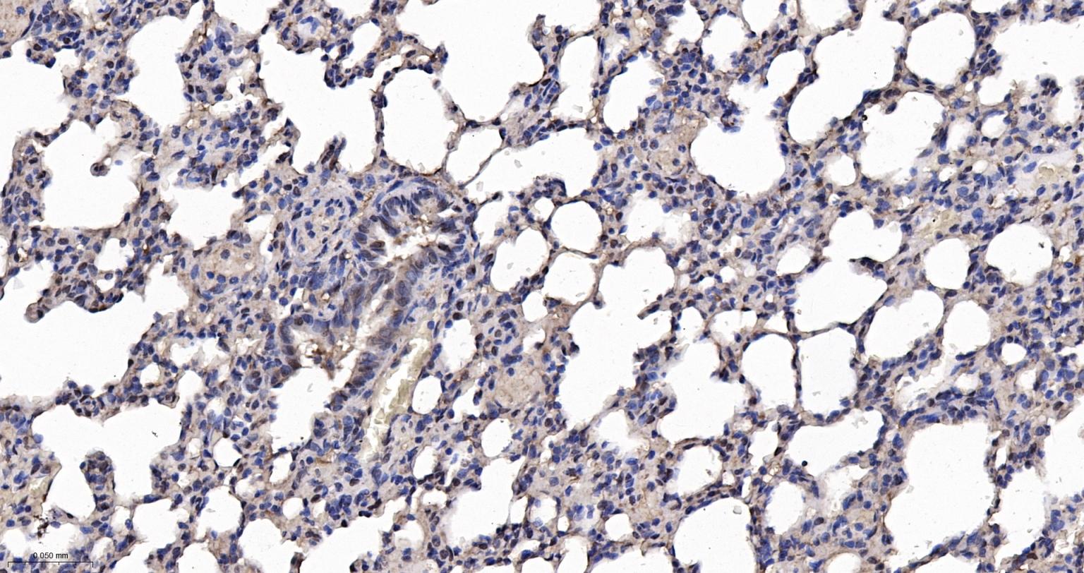 核输出蛋白5重组兔单抗-bsm-61945R