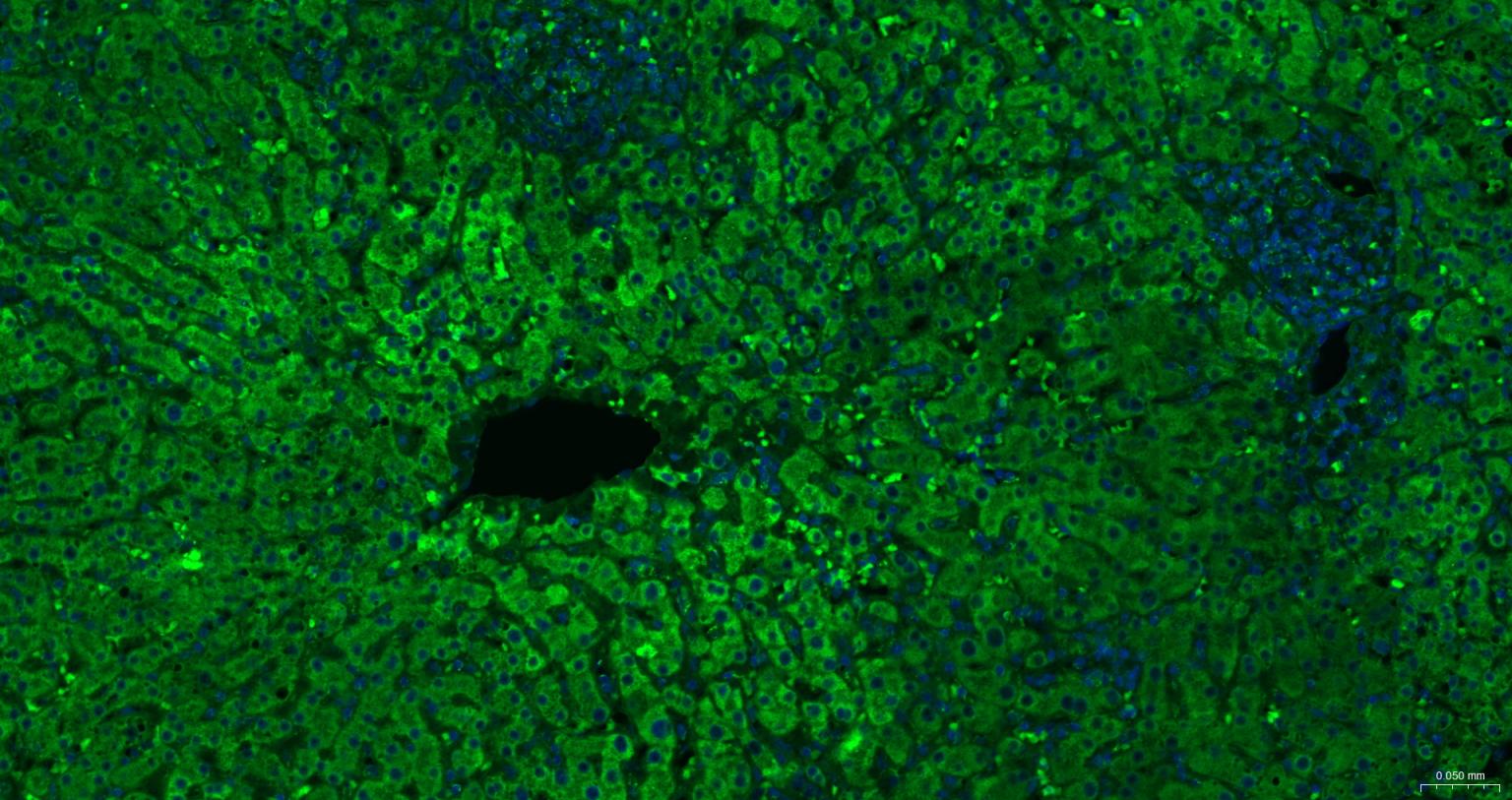 细胞色素c氧化酶IV重组兔单抗