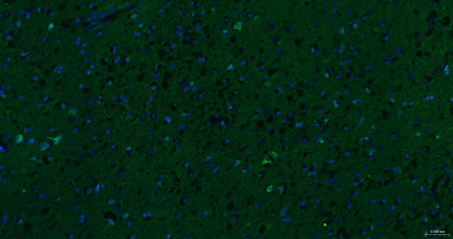 G蛋白结合蛋白RAB10抗体-bs-11257R