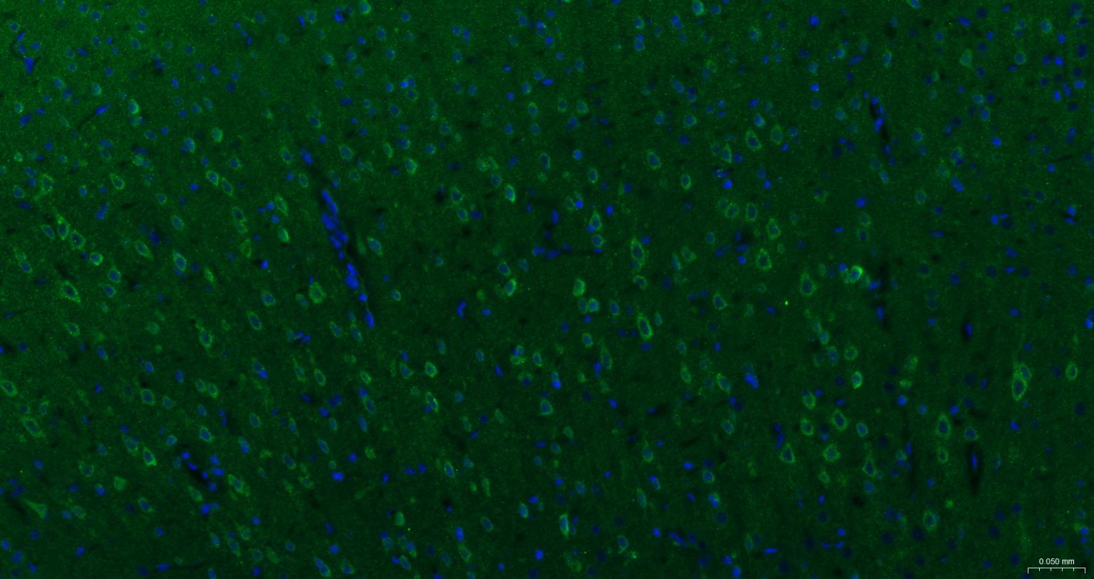 G蛋白结合蛋白RAB10抗体-bs-11257R